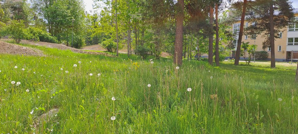 Vehreä nurmialue, jossa pitkäksi kasvanutta nurmikkoa ja ketokukkia.